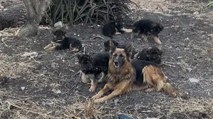 1-3 months Male Purebred German Shepherd
