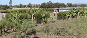 Mang'u Mastoo Nakuru 50 X 100