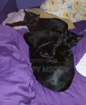 3-6 months Male Purebred Bombay