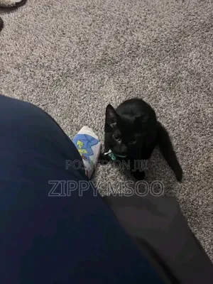 3-6 months Male Purebred Bombay