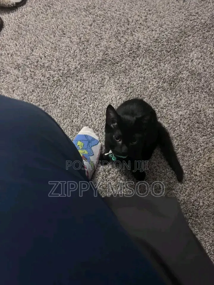 3-6 months Male Purebred Bombay