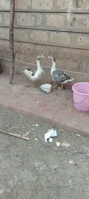 5 Month Old Goose