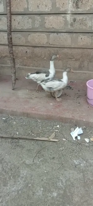 5 Month Old Goose