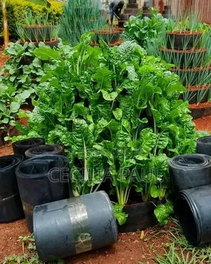 Kitchen Garden