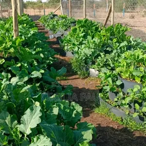 Kitchen Garden