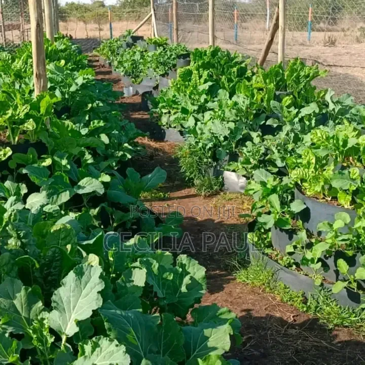 Kitchen Garden