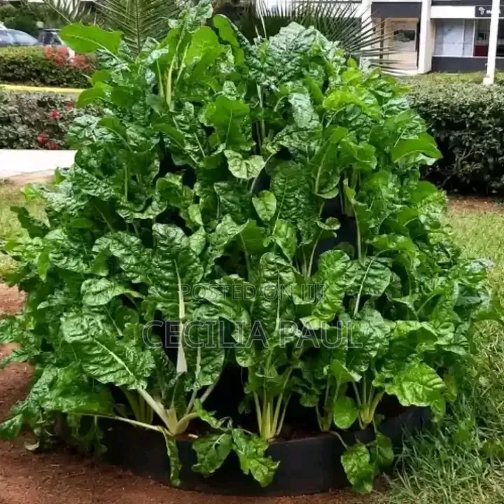 Kitchen Garden