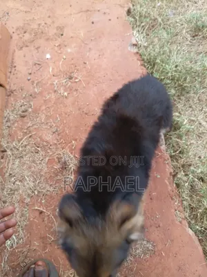 1-3 months Male Purebred German Shepherd