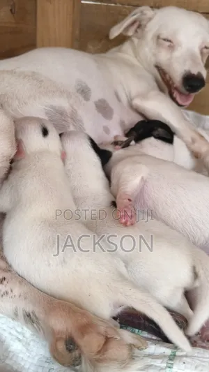 1-3 months Female Purebred Jack Russell Terrier
