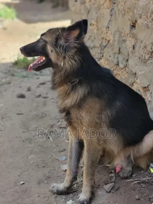 6-12 months Male Purebred German Shepherd
