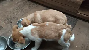 1-3 months Male Mixed Breed Dachshund