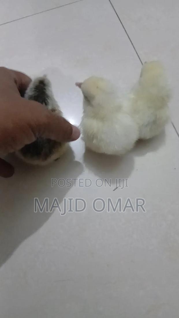 Brahma Chicks - main view