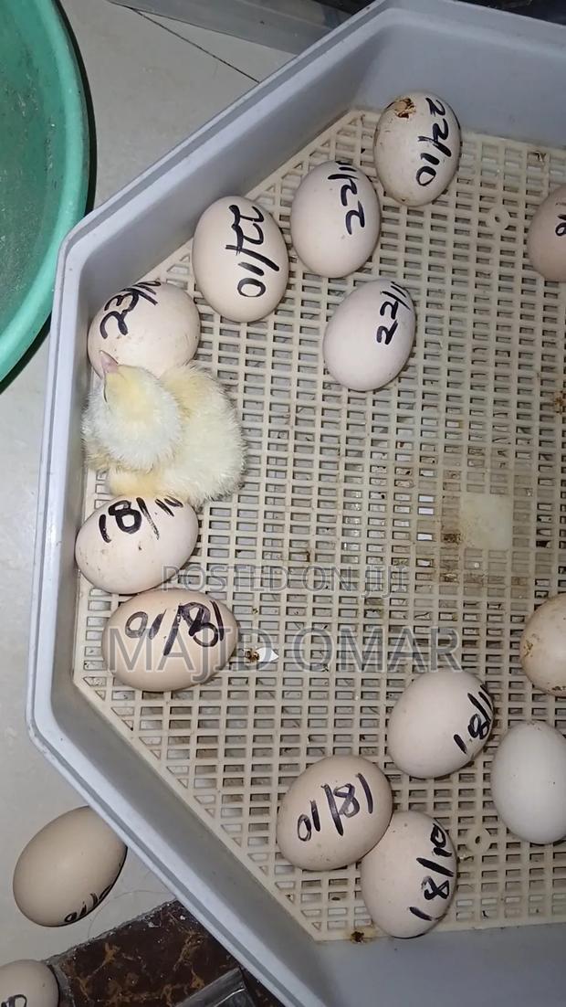Brahma Chicks - thumbnail 2