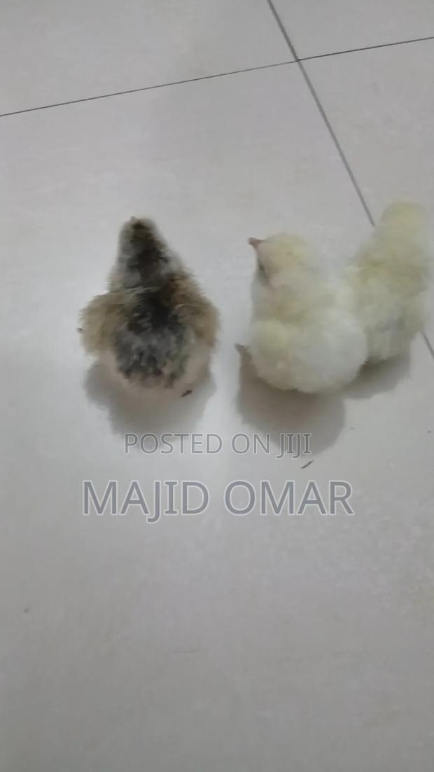 Brahma Chicks - thumbnail 3