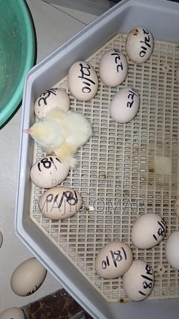 Brahma Chicks - thumbnail 4