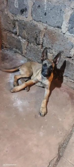 1-3 months Male Purebred Belgian Malinois