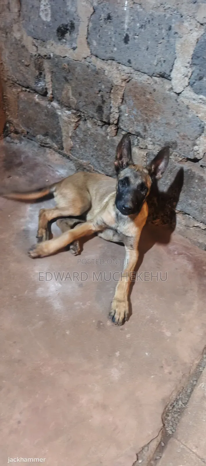 1-3 months Male Purebred Belgian Malinois