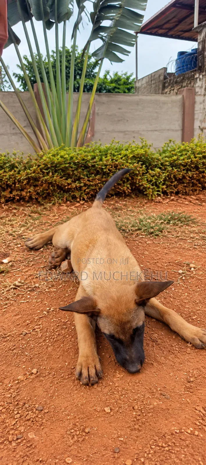 1-3 months Male Purebred Belgian Malinois