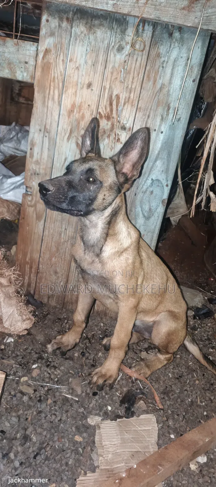 1-3 months Male Purebred Belgian Malinois