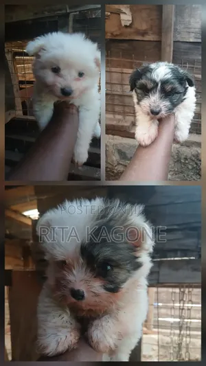 1-3 months Female Purebred Havanese