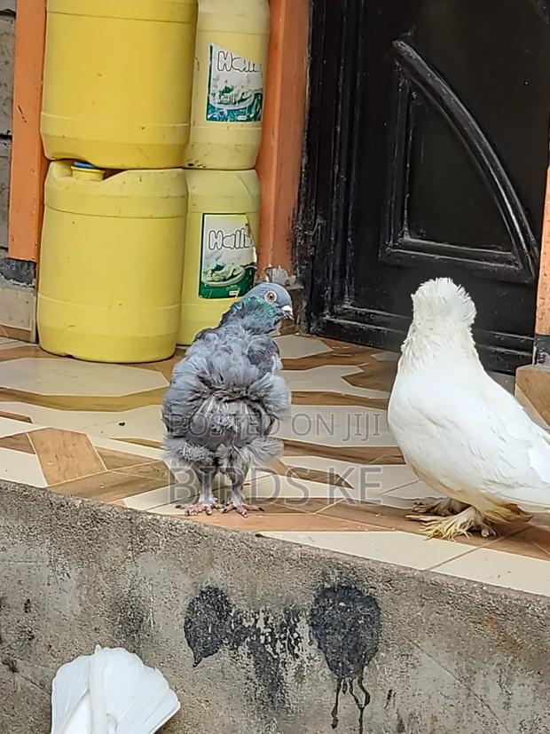 Chinese Owl Pigeon