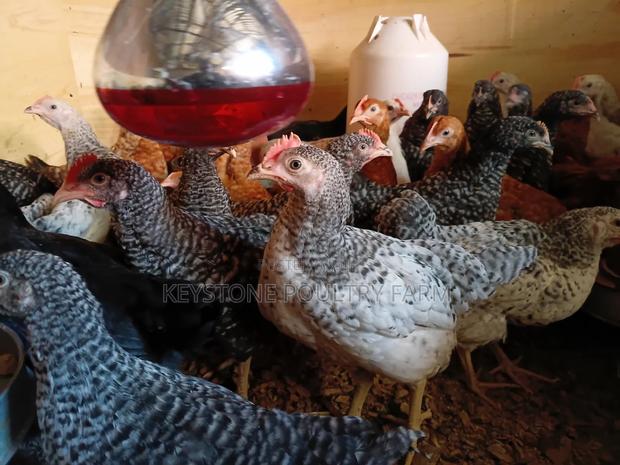 Improved Kienyeji Chicken - main view