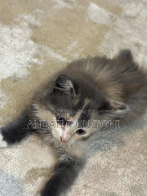 1-3 months Female Mixed Breed Cat - thumbnail 3