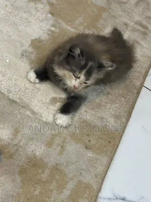 1-3 months Female Mixed Breed Cat