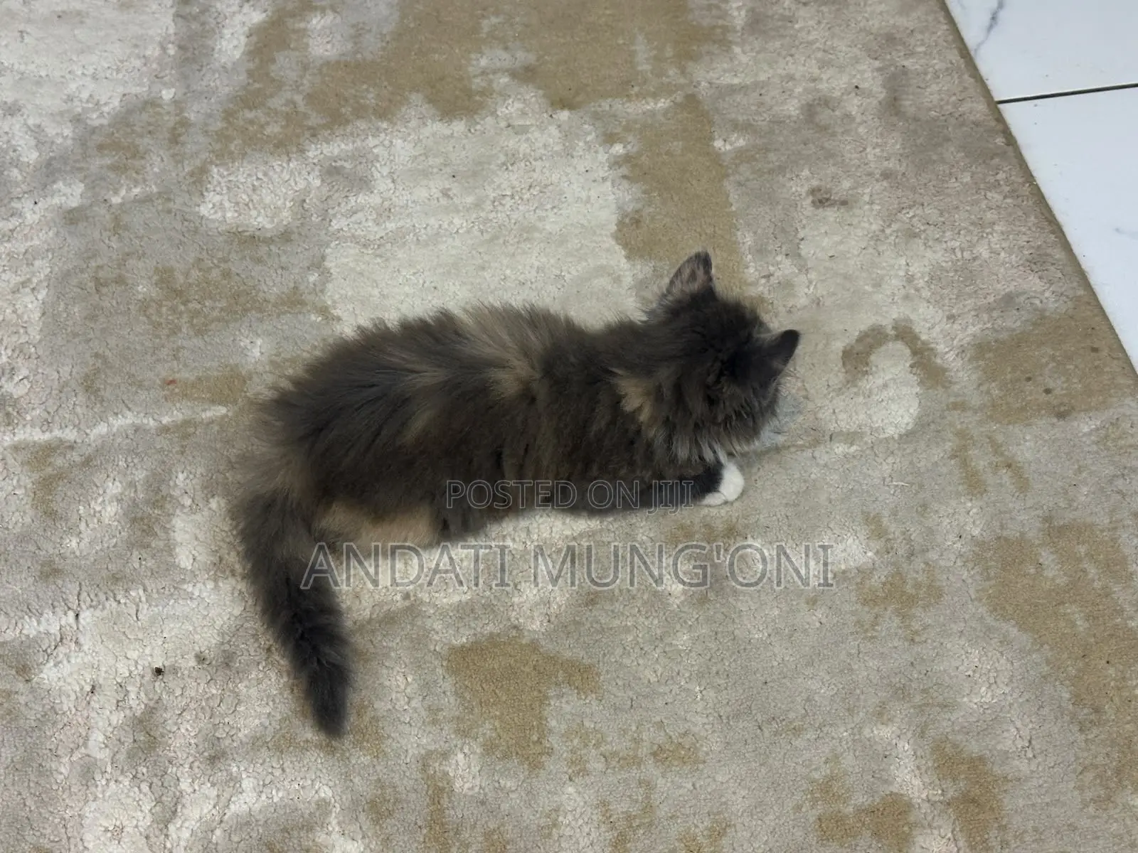 1-3 months Female Mixed Breed Cat
