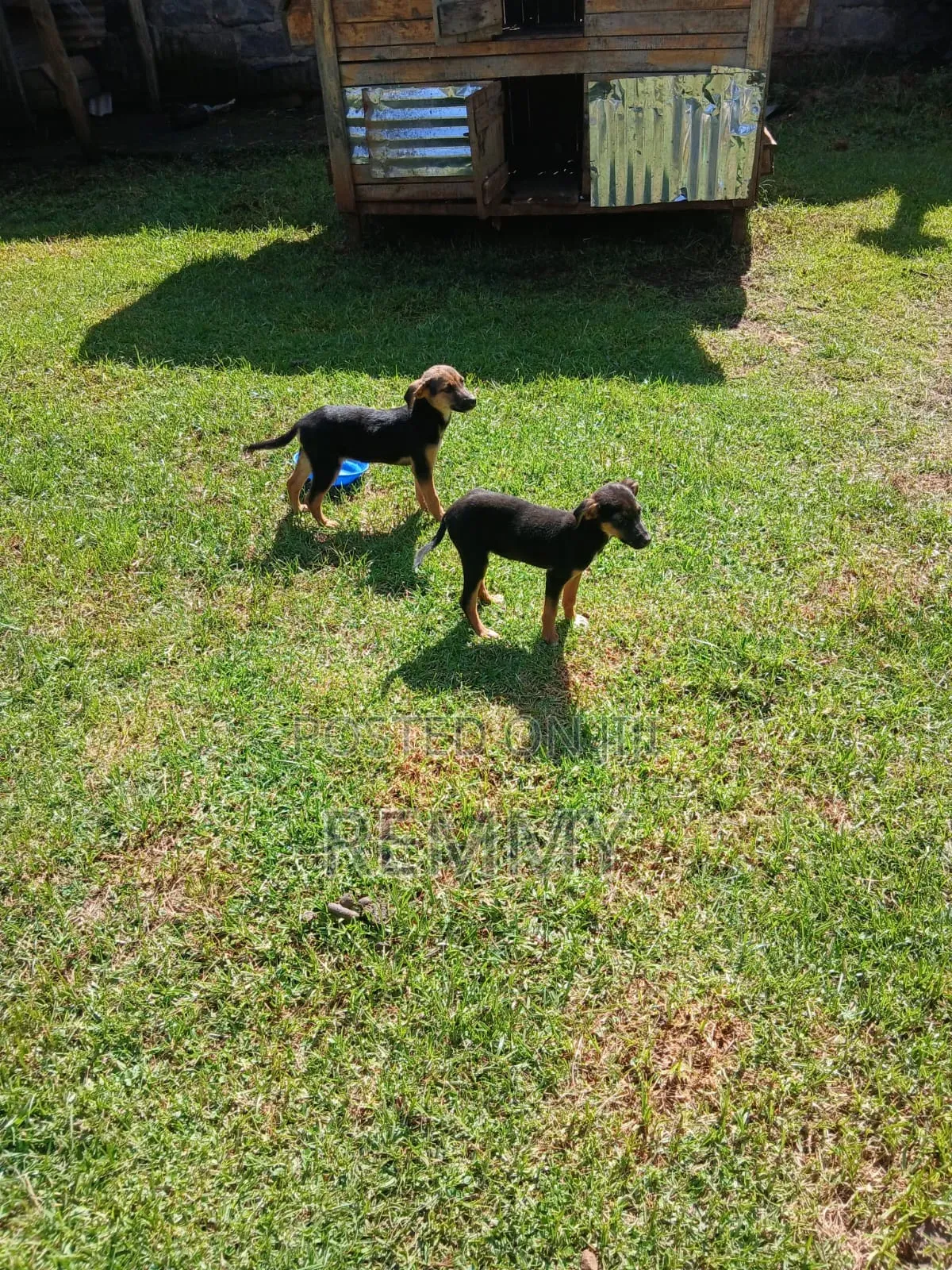 3-6 months Male Mixed Breed German Shepherd