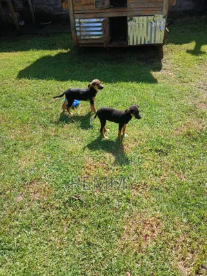 3-6 months Male Mixed Breed German Shepherd