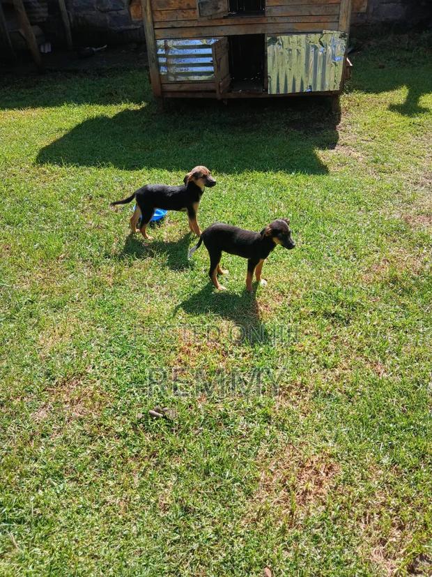 3-6 months Male Mixed Breed German Shepherd