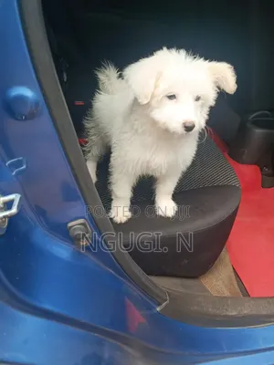 1-3 months Male Purebred Maltese
