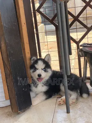 1-3 months Male Purebred Siberian Husky