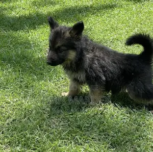 1-3 months Male Purebred German Shepherd