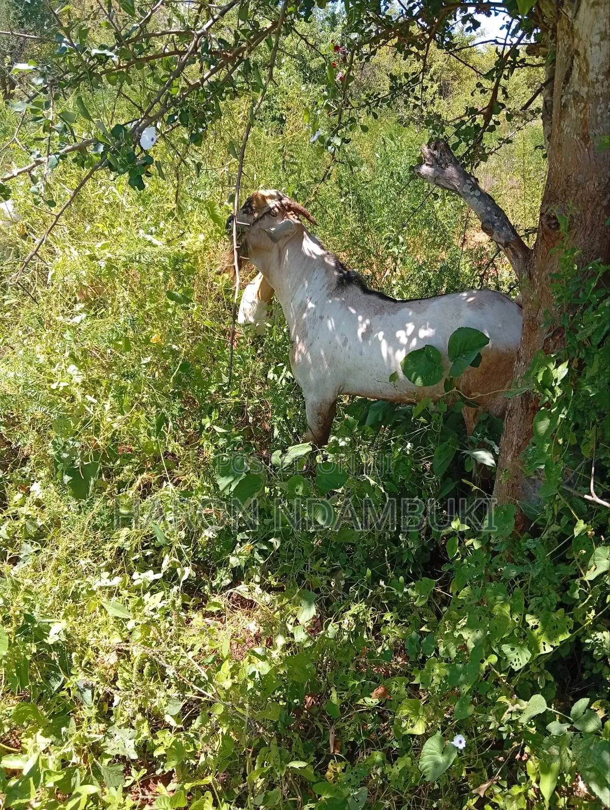Haron Farm