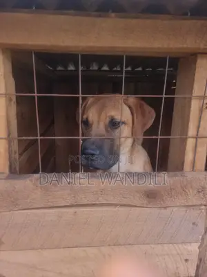 6-12 months Male Purebred Boerboel