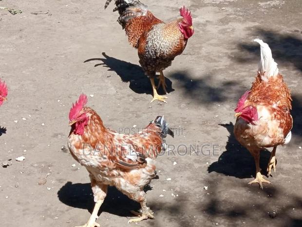Kienyeji Cocks - main view