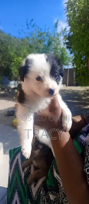 0-1 month Male Mixed Breed Dog