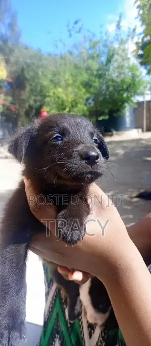 0-1 month Male Mixed Breed Dog