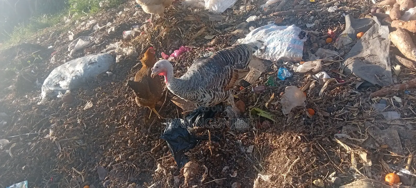 Poultry Farm