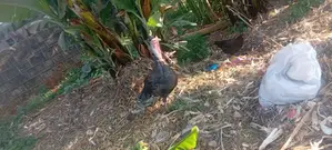 Poultry Farm
