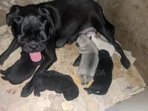 3-6 months Female Purebred Pug