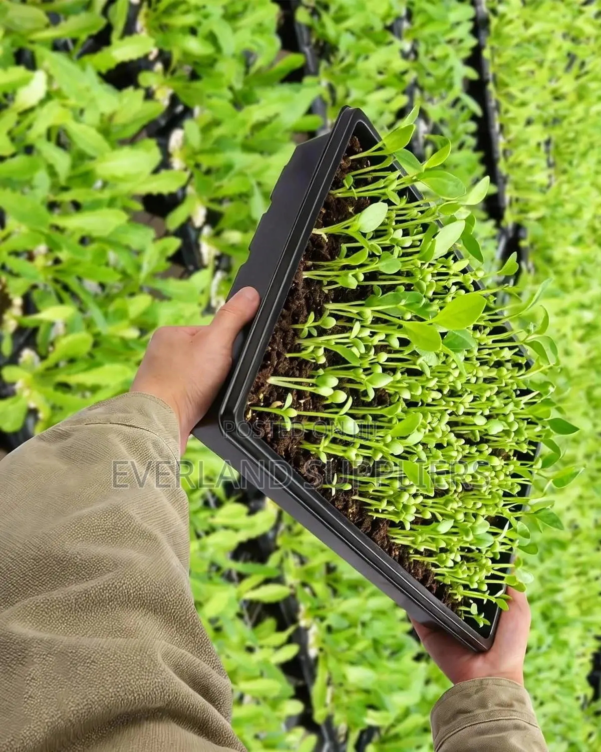 High-Quality Hydroponic Trays - No Holes