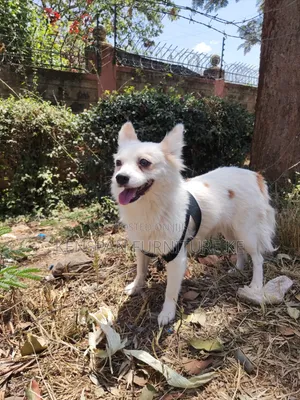 3-6 months Female Purebred Papillon