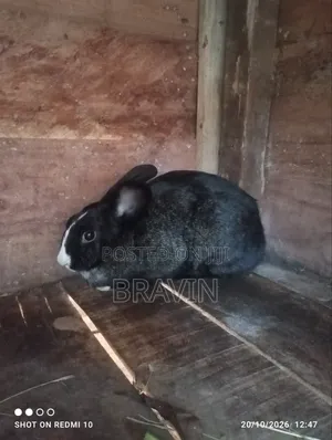 Rabbit for Sell