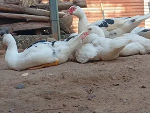 Konyango Muscovy Duck Farm