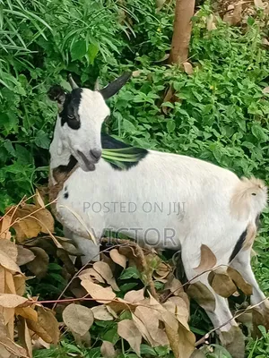 Goat for Sale by Victor