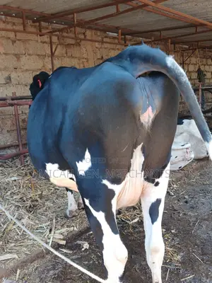 Dairy Cows on Sale
