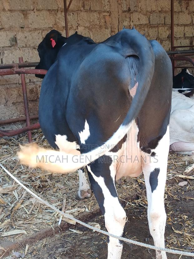 Dairy Cows on Sale - thumbnail 2